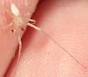 Wulfila tantillus - photo 3