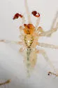 Wulfila tantillus - photo 5