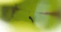 Southern Pitcher-Plant Mosquito - photo 4
