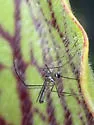 Northern Pitcher-Plant Mosquito