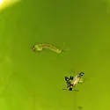 Northern Pitcher-Plant Mosquito - photo 2