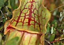 Northern Pitcher-Plant Mosquito - photo 3