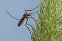 Northern Pitcher-Plant Mosquito - photo 5