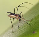 Wyeomyia vanduzeei