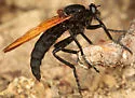Wyliea mydas