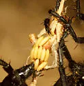 Wyliea mydas - photo 2