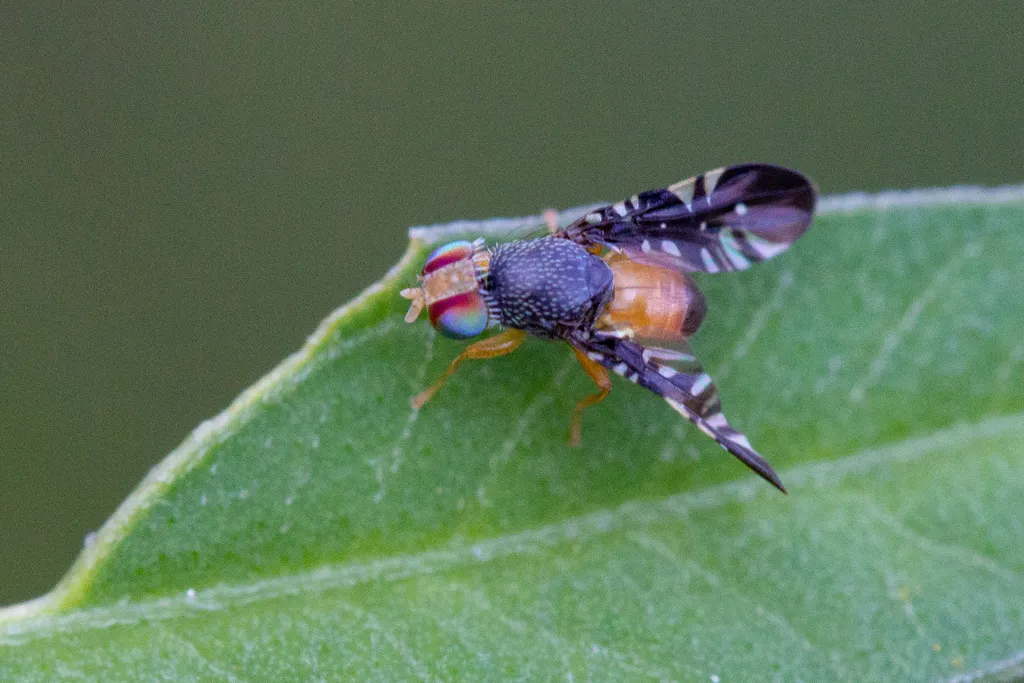 Xanthaciura insecta - photo 2