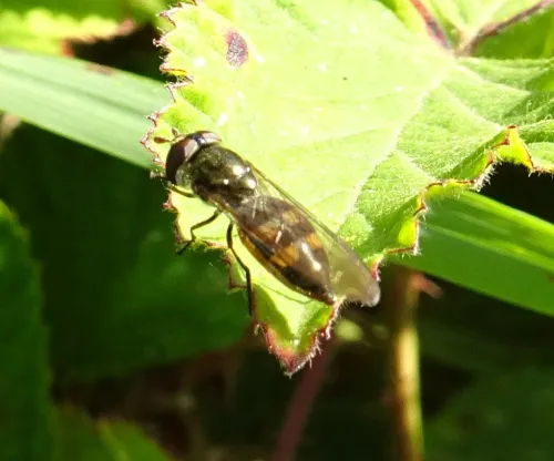 Xanthandrus comtus - photo 3