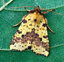 Pink-barred Sallow - Hodges#9965