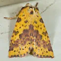 Pink-barred Sallow - Hodges#9965 - photo 2