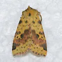Pink-barred Sallow - Hodges#9965 - photo 3