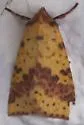 Pink-barred Sallow - Hodges#9965 - photo 4