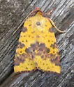 Pink-barred Sallow - Hodges#9965 - photo 5