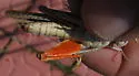 Sandhills Band-wing Grasshopper
