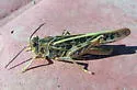 Sandhills Band-wing Grasshopper - photo 2