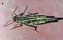 Sandhills Band-wing Grasshopper - photo 3