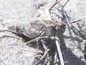 Sandhills Band-wing Grasshopper - photo 4