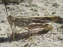 Sandhills Band-wing Grasshopper - photo 5