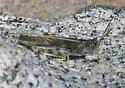Sierra Grasshopper