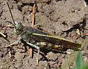 Sierra Grasshopper - photo 3