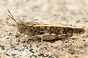Sierra Grasshopper - photo 5