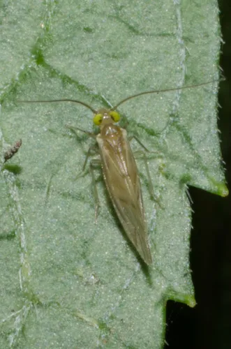 Xanthocaecilius quillayute - photo 2