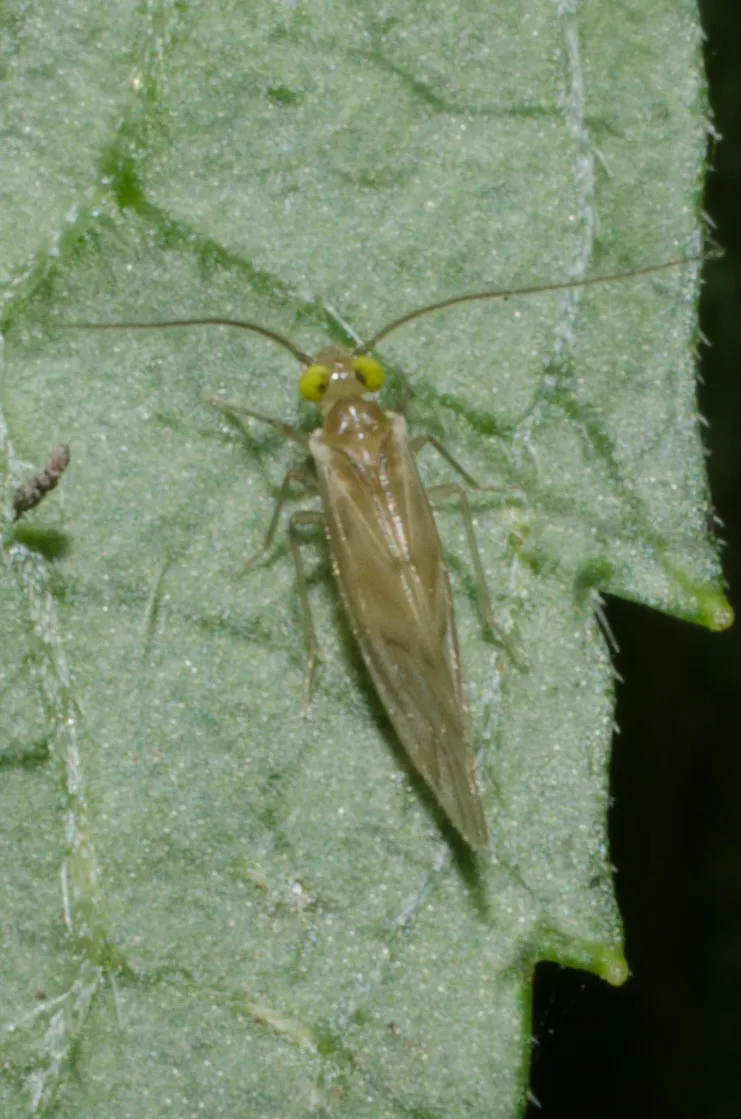 Xanthocaecilius quillayute - photo 3