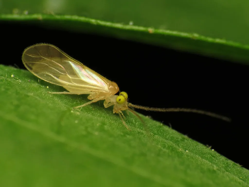 Xanthocaecilius sommermanae - photo 2