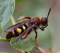 Xanthocampsomeris completa