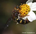 Xanthocampsomeris fulvohirta