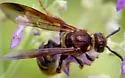 Xanthocampsomeris fulvohirta - photo 2