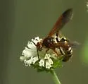Xanthocampsomeris fulvohirta - photo 3