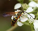 Xanthocampsomeris fulvohirta - photo 4
