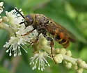 Xanthocampsomeris hesterae