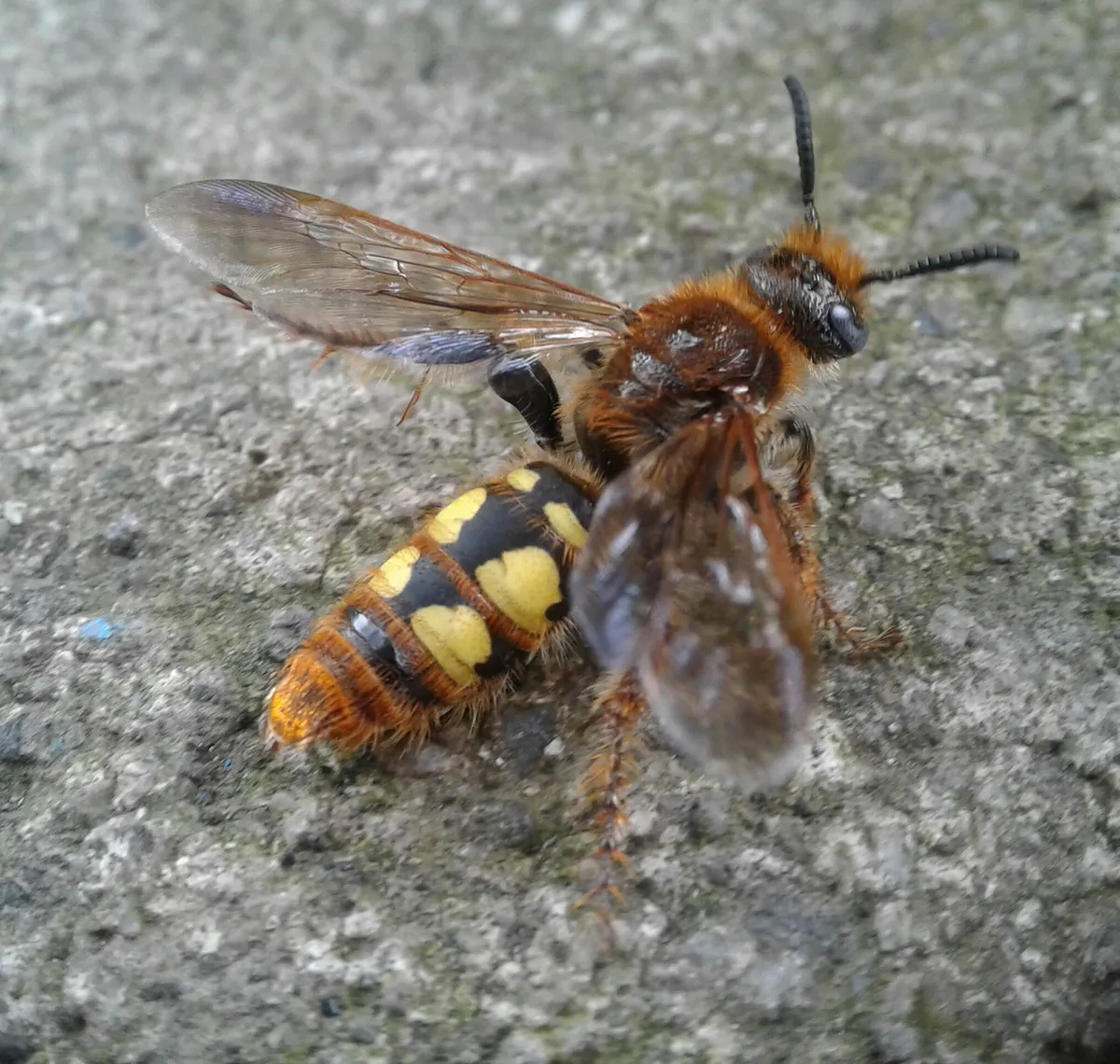 Xanthocampsomeris limosa - photo 2