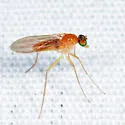 Xanthochlorus helvinus - photo 2