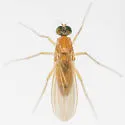 Xanthochlorus helvinus - photo 3