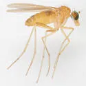 Xanthochlorus helvinus - photo 4