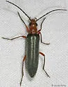 Xanthochroa californica