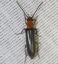 Xanthochroa californica - photo 3