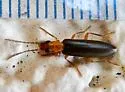 Xanthochroa californica - photo 4