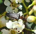 Xanthochroa centralis
