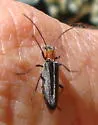Xanthochroa centralis - photo 2