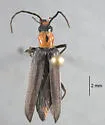 Xanthochroa centralis - photo 3