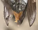 Xanthochroa centralis - photo 4