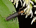 Xanthochroa erythrocephala