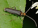 Xanthochroa erythrocephala - photo 2