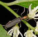 Xanthochroa erythrocephala - photo 3