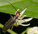 Xanthochroa erythrocephala - photo 4