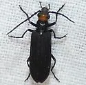 Xanthochroa erythrocephala - photo 5